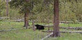 Late Spring in Yellowstone National Park: Black Bear Near the Grand Loop Road between Tower Fall and Dunraven Pass