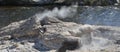 Spring in Yellowstone National Park: Mortar Geyser of the Morning Glory Group on the Bank of Firehole River in Upper Geyser Basin