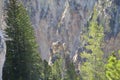 Spring in Yellowstone: Osprey Nest on Rock Outcrop Near Lookout Point on the North Rim Of the Grand Canyon of the Yellowstone Rive