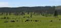 Late Spring in South Dakota: Buffalo Herd Near the Corrals Along the Custer State Park Wildlife Loop Road in the Black Hills Royalty Free Stock Photo