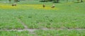 Late Spring in Yellowstone National Park: Mule Deer Graze Along the Grand Loop Road Near Bridge Bay Campground Royalty Free Stock Photo