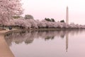 Late stage of cherry trees bloom with hues of pink around Tidal Basin in Washington DC, USA. Royalty Free Stock Photo