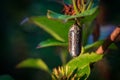 Monarch Butterfly (Danaus plexippus) chrysalis just before opening