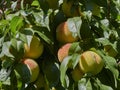 Late summer, autumn peaches ripening in a tree in the sunshine Royalty Free Stock Photo