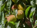 Late summer, autumn peaches ripening in a tree in the sunshine Royalty Free Stock Photo