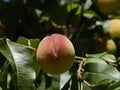 Late summer, autumn peaches ripening in a tree in the sunshine Royalty Free Stock Photo