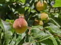 Late summer, autumn peaches ripening in a tree in the sunshine