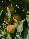 Late summer, autumn peaches ripening in a tree in the sunshine