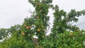 In late summer, on the branches of the pear tree among the green leaves hang ripe fruits with pink rinds. The sky is covered with Royalty Free Stock Photo