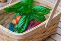 Fresh picked organic garden vegetables and herbs, tomatoes, okra and basil in a wood basket, healthy living. Royalty Free Stock Photo