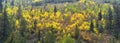 Late Summer early Fall panorama forest views hiking, biking, horseback trails through trees along Highway 40 near Daniels Summit b Royalty Free Stock Photo