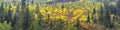 Late Summer early Fall panorama forest views hiking, biking, horseback trails through trees along Highway 40 near Daniels Summit b Royalty Free Stock Photo