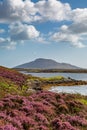 Late Summer Heather in the Hebrides