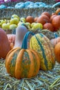 Late summer is pumpkin time Royalty Free Stock Photo