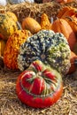 Late summer is pumpkin time Royalty Free Stock Photo