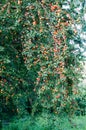 Late summer red plums on tree growing wild. wild plum tree during spring and summer Royalty Free Stock Photo