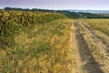 Late summer on the fields of Moldavia