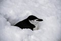 Chinstrap penguin buried in the snow, Antarctica