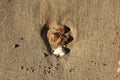 Late summer strolling over the sands on the beaches of Whitstable, Kent, UK taking in the sights and patterns in the sand made by