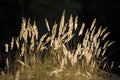 Late summer yellow grass