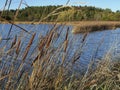 Late sunny afternoon in autumn on the shores of the lake, with cigar-like cattail flowers in the foreground