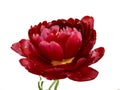 Late terry  red tulip on an isolated background Royalty Free Stock Photo