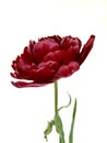 Late terry  red tulip on an isolated background Royalty Free Stock Photo