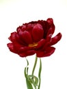Late terry  red tulip on an isolated background Royalty Free Stock Photo