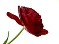Late terry  red tulip on an isolated background Royalty Free Stock Photo