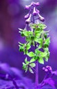 Late toning after handling unknown wildflowers, the roadside flowers also want to pick! Royalty Free Stock Photo