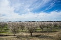 Late winter in the almond orchard