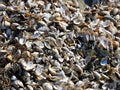 Mussels & shells on Cayuga shoreline