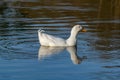 Male drake heavy white Pekin Duck also known as Aylesbury or Long Island Duck swimming on a still calm lake with reflection Royalty Free Stock Photo