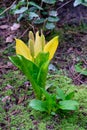 Yellow flower blooms in forest, British Columbia Royalty Free Stock Photo