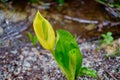 Yellow flower blooms in forest, British Columbia Royalty Free Stock Photo