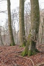 Late winter forest. Morning view of forest trees in nature. Fallen leaves on a cold morning, natural rooted paths and