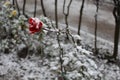 Red Rose under snow Royalty Free Stock Photo