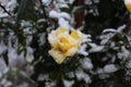 One yellow rose under snow Royalty Free Stock Photo