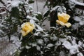 Two yellow rose under snow Royalty Free Stock Photo