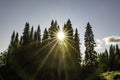 The late winter sun's rays penetrate the forest.