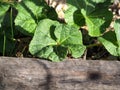 The first green of the hollyhock in the spring time Royalty Free Stock Photo