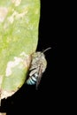 Lateral of Blue banded bee, Amegilla cingulata, Satara, Maharashtra Royalty Free Stock Photo