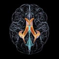 The lateral brain ventricles, 3D illustration