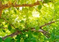 Lateral branches of Japanese plum tree with loads of young green fruits hanging and lush greenery leaves background at home garden Royalty Free Stock Photo