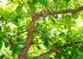 Lateral branches of Japanese plum tree with loads of young green fruits hanging and lush greenery leaves background at home garden Royalty Free Stock Photo