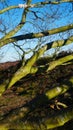 LATERAL BRANCHES TO THE SKY Royalty Free Stock Photo