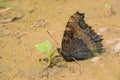 Nymphalidae butterfly