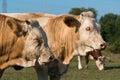 Lateral close-up of the heads of two cows on pasture during a sunny day Royalty Free Stock Photo