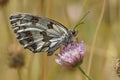 A lateral close up shot of a the marbled white, Melanargia galathea