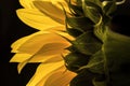 Lateral close up of a sunflower glowing in the dark Royalty Free Stock Photo